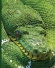 Green Snake Notebook: Green Snake Notebook: Viper Serpent: Wide Ruled - 100 Sheets - 200 Pages - 9.25 X 7.5 In. for School Office Home Stude By Feathered Friends Publishing Cover Image