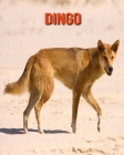 Dingo: Amazing Facts about Dingo Cover Image