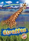 Giraffes By Kaitlyn Duling Cover Image