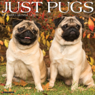 Just Pugs 2025 12 X 12 Wall Calendar By Willow Creek Press Cover Image