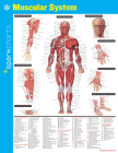Muscular System Sparkcharts: Volume 44 By Sparknotes Cover Image