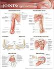 Joints of the Upper Extremities Anatomical Chart  Cover Image