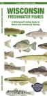 Wisconsin Freshwater Fishes: A Waterproof Folding Guide to Native and Introduced Species By Waterford Press Cover Image
