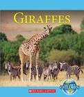Giraffes Cover Image