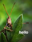 hello: 8.5x11 college ruled notebook: friendly grasshopper greeting Cover Image