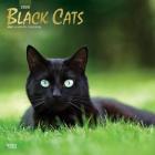Black Cats 2020 Square Foil Cover Image