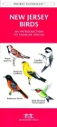 Caribbean Birds: An Introduction to Familiar Species (Pocket Naturalist Guides) By James Kavanagh, Waterford Press, Raymond Leung (Illustrator) Cover Image