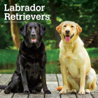 Labrador Retrievers 2024 Square By Browntrout (Created by) Cover Image