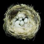 Nests: Fifty Nests and the Birds that Built Them By Sharon Beals (By (photographer)) Cover Image