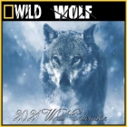 Wolf Calendar 2021: Wolf calendar 2021 