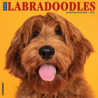 Just Labradoodles 2023 Wall Calendar By Willow Creek Press Cover Image