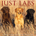 Just Labs 2023 Wall Calendar By Willow Creek Press Cover Image