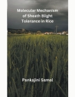 Molecular Mechanism of Sheath Blight Tolerance in Rice Cover Image