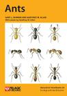 Ants (Naturalists' Handbook) By Gary J. Skinner, Geoffrey W. Allen, Geoffrey W. Allen (Illustrator) Cover Image