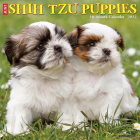 Just Shih Tzu Puppies 2022 Wall Calendar (Dog Breed) Cover Image