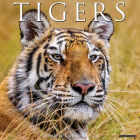 Tigers 2024 12 X 12 Wall Calendar By Willow Creek Press Cover Image