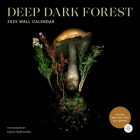 Deep Dark Forest 2025 Wall Calendar Cover Image