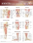 Joints of the Lower Extremities Anatomical Chart  Cover Image