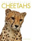 Amazing Animals: Cheetahs Cover Image