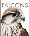 Amazing Animals: Falcons By Kate Riggs Cover Image