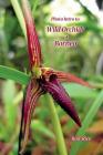 Photo Intro to: Wild Orchids of Borneo Cover Image
