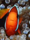 Clown Fish By Wild Pages Press Cover Image