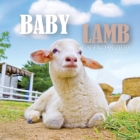 Baby Lamb Calendar 2020: 16 Month Calendar Cover Image
