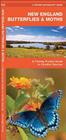 New England Butterflies & Moths: A Folding Pocket Guide to Familiar Species (Pocket Naturalist Guides) By James Kavanagh, Waterford Press Cover Image