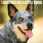 Just Australian Cattle Dogs 2023 Wall Calendar By Willow Creek Press Cover Image