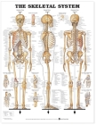 The Skeletal System Anatomical Chart By Anatomical Chart Company (Prepared for publication by) Cover Image