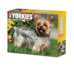 Yorkies 2024 6.2 X 5.4 Box Calendar By Willow Creek Press Cover Image