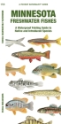 Minnesota Freshwater Fishes: A Waterproof Folding Guide to Familiar Species By Matthew Morris, Waterford Press, Raymond Leung (Illustrator) Cover Image