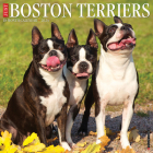 Just Boston Terriers 2024 12 X 12 Wall Calendar By Willow Creek Press Cover Image