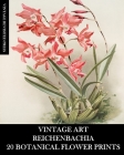 Vintage Art: Reichenbachia 20 Botanical Flower Prints: Flora Ephemera for Framing, Home Decor and Collage Cover Image