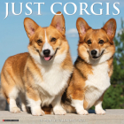 Just Corgis 2023 Wall Calendar By Willow Creek Press Cover Image