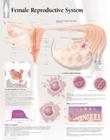Female Reproductive System Chart: Wall Chart Cover Image