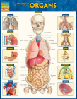 Anatomy of the Organs: Quickstudy Laminated Reference Guide By Vincent Perez Cover Image