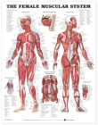 The Female Muscular System Anatomical Chart Cover Image