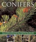 Conifers: An Illustrated Guide to Varieties, Cultivation and Care, with Step-By-Step Instructions and Over 160 Beautiful Photogr By Andrew Mikolajski Cover Image