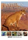 Animals from South America Cover Image