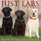 Just Labs 2022 Wall Calendar (Labrador Retriever Dog Breed) By Willow Creek Press Cover Image