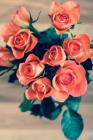 Apricot Rose: A Wonderful Way of Bringing Warmth to Your Garden. Cover Image