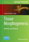 Tissue Morphogenesis: Methods and Protocols (Methods in Molecular Biology #1189) By Celeste M. Nelson (Editor) Cover Image