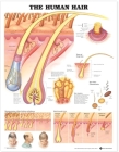 The Human Hair Anatomical Chart Cover Image