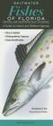 Saltwater Fishes of Florida-Central & Northern Gulf of Mexico: A Guide to Inshore & Offshore Species Cover Image