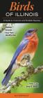 Birds of Illinois: A Guide to Common & Notable Species Cover Image