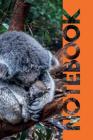 Notebook: Baby Koala Charming Composition Book for Australian Mammal Fans Cover Image