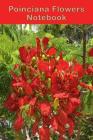 Poinciana Flowers Notebook: This Beautiful Bright Composition Notebook Is a Great Addition to Your Office and Is Easy to Find on Your Desk. Bright By Gfd Printing Cover Image