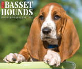 Basset Hounds 2025 6.2 X 5.4 Box Calendar By Willow Creek Press Cover Image