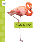 Flamingos (Spot Big Birds) By Lisa Amstutz Cover Image